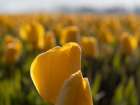 Rows of backlit yellow tulips glowing at sunset-Skagit Valley Tulip Festival. Art Print